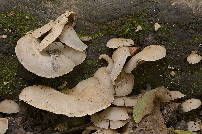 Crepidotus autochthonus